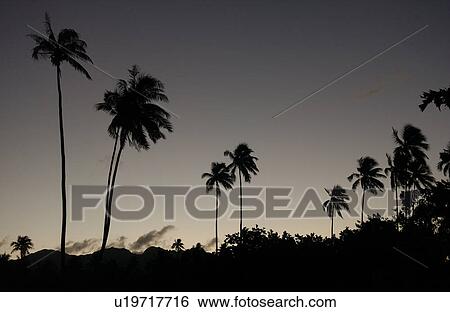 Panoramic view of palm trees, Moorea, Tahiti, French Polynesia, South Pacific View Large Photo Image Stock Photograph - Panoramic view of palm trees, Moorea, Tahiti, French Polynesia, South Pacific. Fotosearch