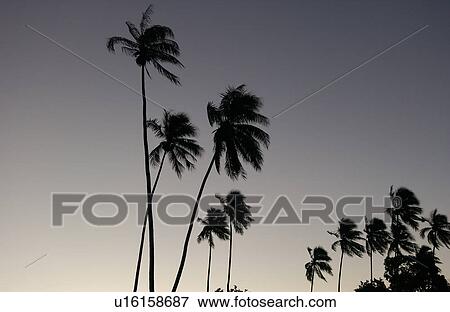 Panoramic view of palm trees View Large Photo Image Stock Photo - Panoramic view of palm trees. Fotosearch