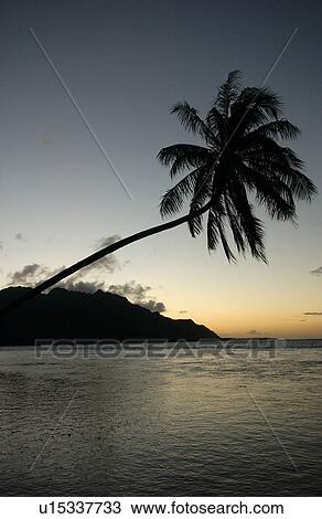 Panoramic view of the ocean, Moorea, Tahiti, French Polynesia, South Pacific View Large Photo Image Stock Image - Panoramic view of the ocean, Moorea, Tahiti, French Polynesia, South Pacific. Fotosearch