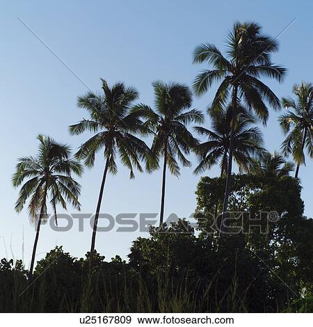 Stock Photo - Several Palm Trees Against Blue Sky at Moorea in Tahiti. Fotosearch