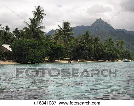 Trees on a seashore, Moorea, Tahiti, French Polynesia, South Pacific View Large Photo Image Stock Photo - Trees on a seashore, Moorea, Tahiti, French Polynesia, South Pacific. Fotosearch