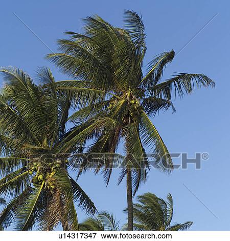 Tropical Landscape View Large Photo Image Stock Photo - Tropical Landscape. Fotosearch