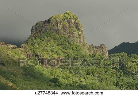 Tropical plants covering a hill, Moorea, Tahiti, French Polynesia, South Pacific View Large Photo Image Picture - Tropical plants covering a hill, Moorea, Tahiti, French Polynesia, South Pacific. Fotosearch
