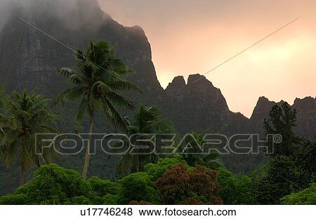 Tropical vegetation at the base of a hill, Moorea, Tahiti, French Polynesia, South Pacific View Large Photo Image Stock Photo - Tropical vegetation at the base of a hill, Moorea, Tahiti, French Polynesia, South Pacific. Fotosearch