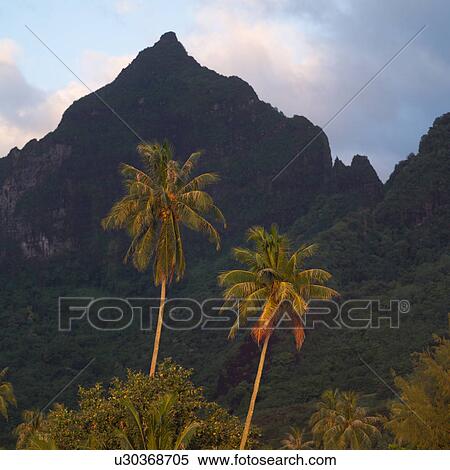 Stock Photography - Two Palm Trees in Front of Mountain at Moorea in Tahiti. Fotosearch