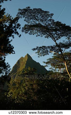 View of hills seen from between trees, Moorea, Tahiti, French Polynesia, South Pacific View Large Photo Image Stock Image - View of hills seen from between trees, Moorea, Tahiti, French Polynesia, South Pacific. Fotosearch