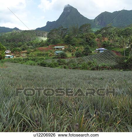 Village in Valley at Moorea in Tahiti View Large Photo Image Stock Photograph - Village in Valley at Moorea in Tahiti. Fotosearch