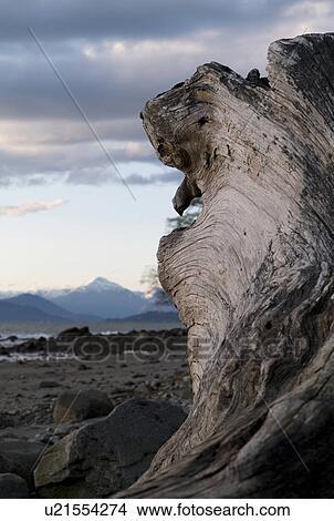 Picture - Close up of driftwood on shoreline. Fotosearch