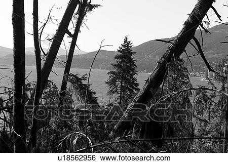 Damaged trees in Stanley Park View Large Photo Image Stock Photograph - Damaged trees in Stanley Park. Fotosearch