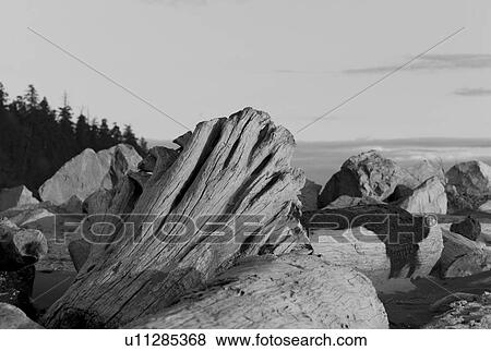 Stock Photo - Driftwood on Vancouver's shoreline. Fotosearch