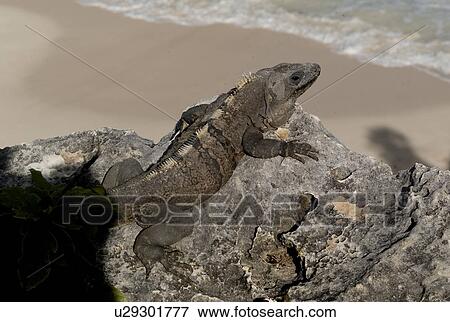 Lizard in Tulum Mexico View Large Photo Image Stock Photo - Lizard in Tulum Mexico. Fotosearch