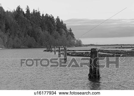 Logs protuding from ocean along shoreline View Large Photo Image Picture - Logs protuding from ocean along shoreline. Fotosearch