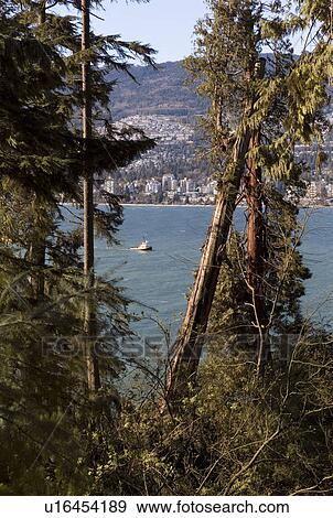 Stock Photo - Tilted tree in Stanley Park. Fotosearch