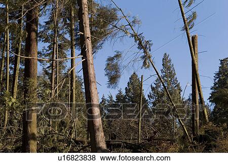 Trees tilted over in Stanley Park View Large Photo Image Stock Photo - Trees tilted over in Stanley Park. Fotosearch
