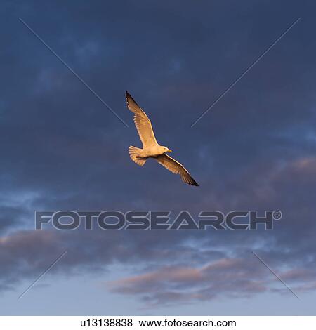 A bird in flight over Lake of the woods View Large Photo Image Stock Photo - A bird in flight over Lake of the woods. Fotosearch