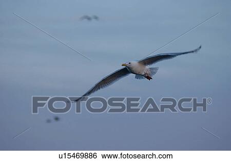 Bird Flying View Large Photo Image Stock Photograph - Bird Flying. Fotosearch