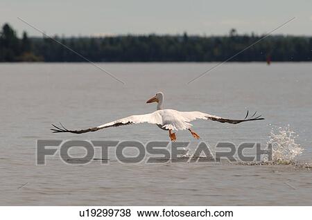 Bird skimming over the lake View Large Photo Image Stock Photo - Bird skimming over the lake. Fotosearch