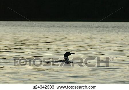 Bird View Large Photo Image Stock Image - Bird. Fotosearch