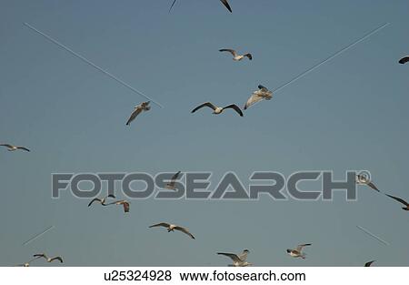 Birds in Air View Large Photo Image Stock Photo - Birds in Air. Fotosearch