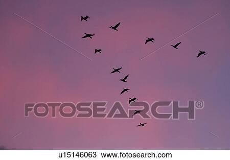 Stock Image - Birds in Flight. Fotosearch