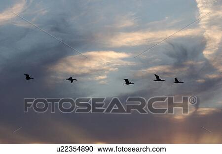 Birds in Flight View Large Photo Image Stock Image - Birds in Flight. Fotosearch