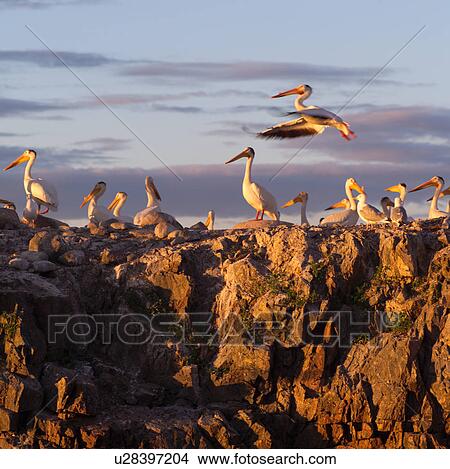 Picture - Birds perched on rocks. Fotosearch