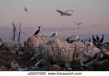 Stock Image - Birds perched on rocks. Fotosearch