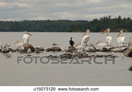Birds perched on rocks View Large Photo Image Stock Photo - Birds perched on rocks. Fotosearch