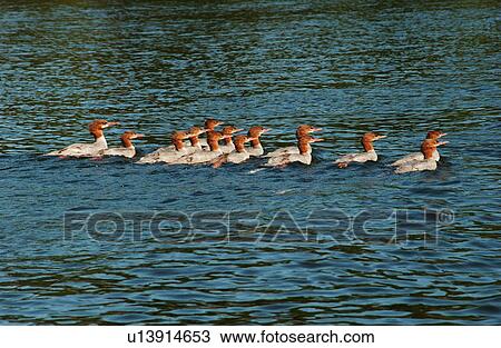 Stock Image - Birds. Fotosearch