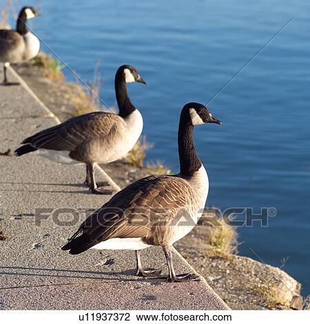 Canadian Geese at the edge of a pond View Large Photo Image Stock Image - Canadian Geese at the edge of a pond. Fotosearch