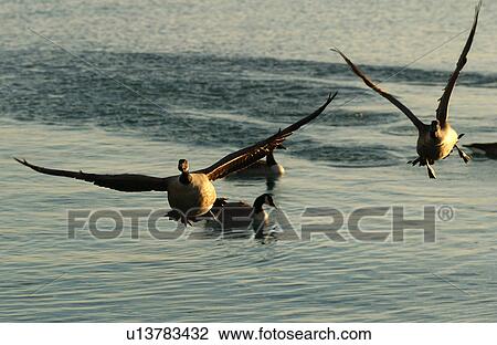 Canadian Geese in flight over water View Large Photo Image Stock Image - Canadian Geese in flight over water. Fotosearch
