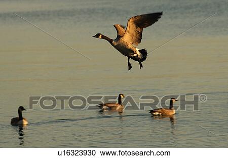 Canadian Geese in flight over water View Large Photo Image Stock Image - Canadian Geese in flight over water. Fotosearch