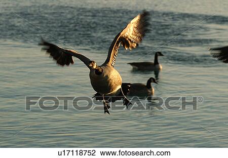 Stock Image - Canadian Geese in flight over water. Fotosearch