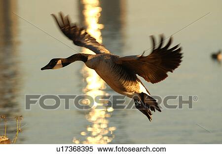 Canadian Geese in flight over water View Large Photo Image Stock Photography - Canadian Geese in flight over water. Fotosearch