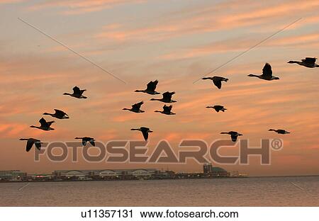 Canadian Geese in flight View Large Photo Image Stock Image - Canadian Geese in flight. Fotosearch