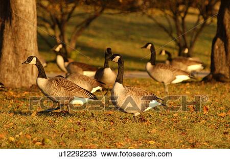 Canadian Geese on a lawn View Large Photo Image Stock Image - Canadian Geese on a lawn. Fotosearch