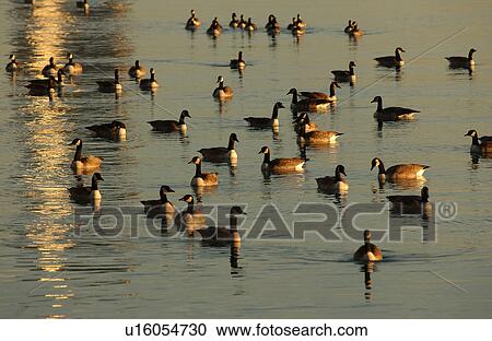 Canadian Geese swimming on water View Large Photo Image Stock Image - Canadian Geese swimming on water. Fotosearch