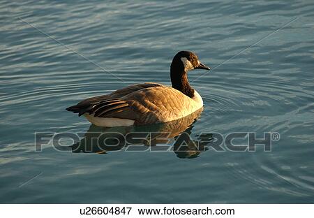 Canadian Geese swimming on water View Large Photo Image Stock Photo - Canadian Geese swimming on water. Fotosearch