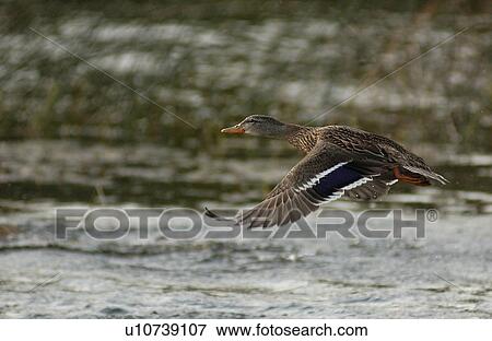 Duck flying over water View Large Photo Image Stock Photo - Duck flying over water. Fotosearch