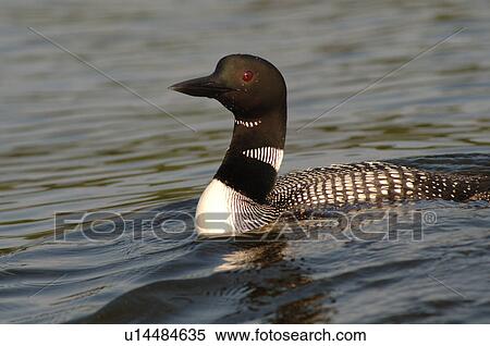 Duck on the water View Large Photo Image Stock Photography - Duck on the water. Fotosearch