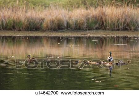 Duck on Water View Large Photo Image Stock Image - Duck on Water. Fotosearch