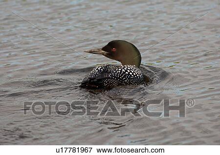 Duck on water View Large Photo Image Stock Photo - Duck on water. Fotosearch