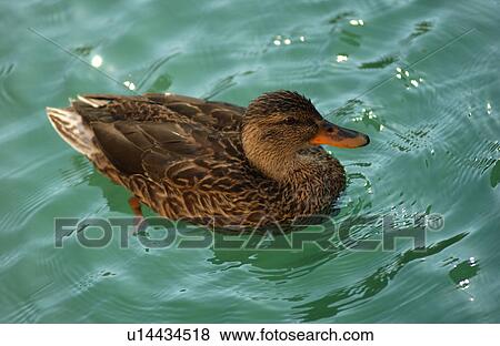 Duck swimming in water View Large Photo Image Stock Photo - Duck swimming in water. Fotosearch