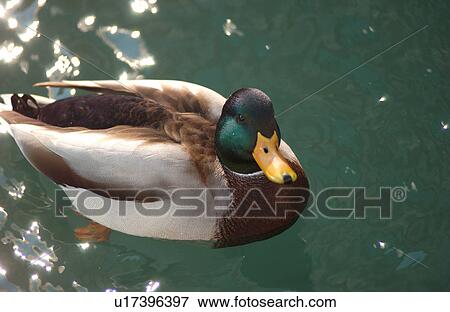 Duck swimming in water View Large Photo Image Stock Photo - Duck swimming in water. Fotosearch