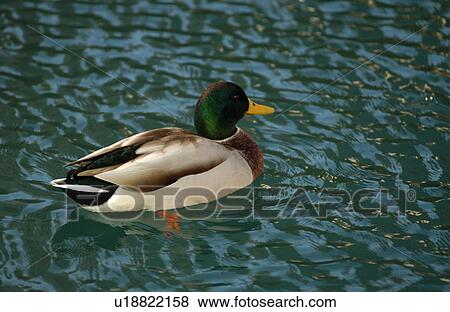 Duck swimming in water View Large Photo Image Stock Photo - Duck swimming in water. Fotosearch