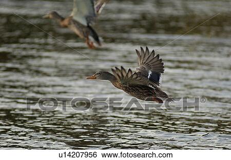 Stock Photograph - Ducks in flight over lake. Fotosearch