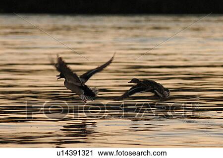 Ducks in flight over water View Large Photo Image Stock Image - Ducks in flight over water. Fotosearch