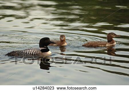 Family of ducks in water View Large Photo Image Stock Image - Family of ducks in water. Fotosearch