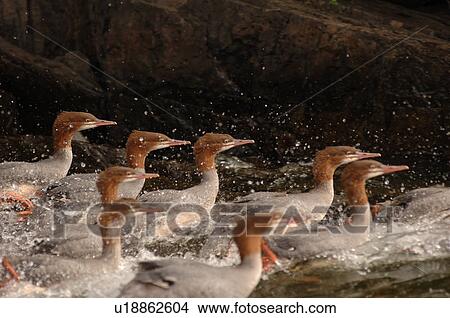 Flock of ducks View Large Photo Image Picture - Flock of ducks. Fotosearch