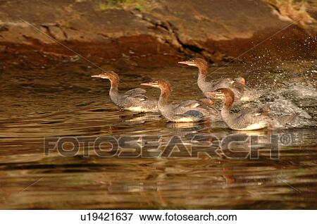 Flock of ducks View Large Photo Image Stock Photo - Flock of ducks. Fotosearch